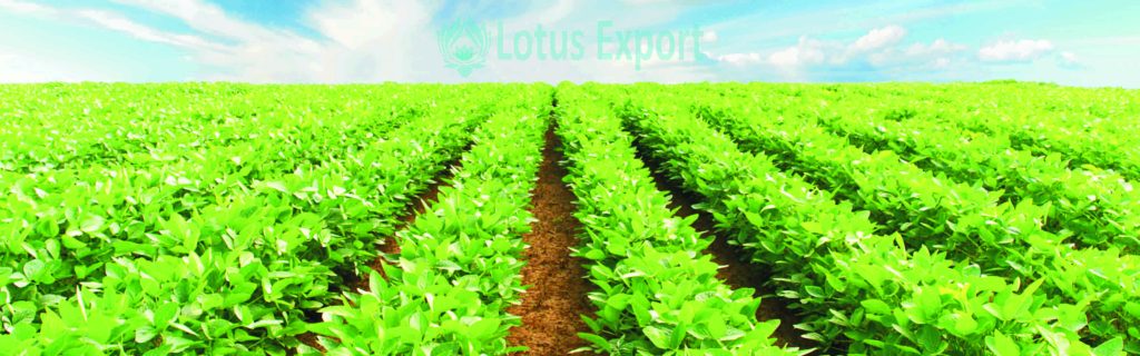 The current image has no alternative text. The file name is: lotusexport-agro-1-scaled.jpg