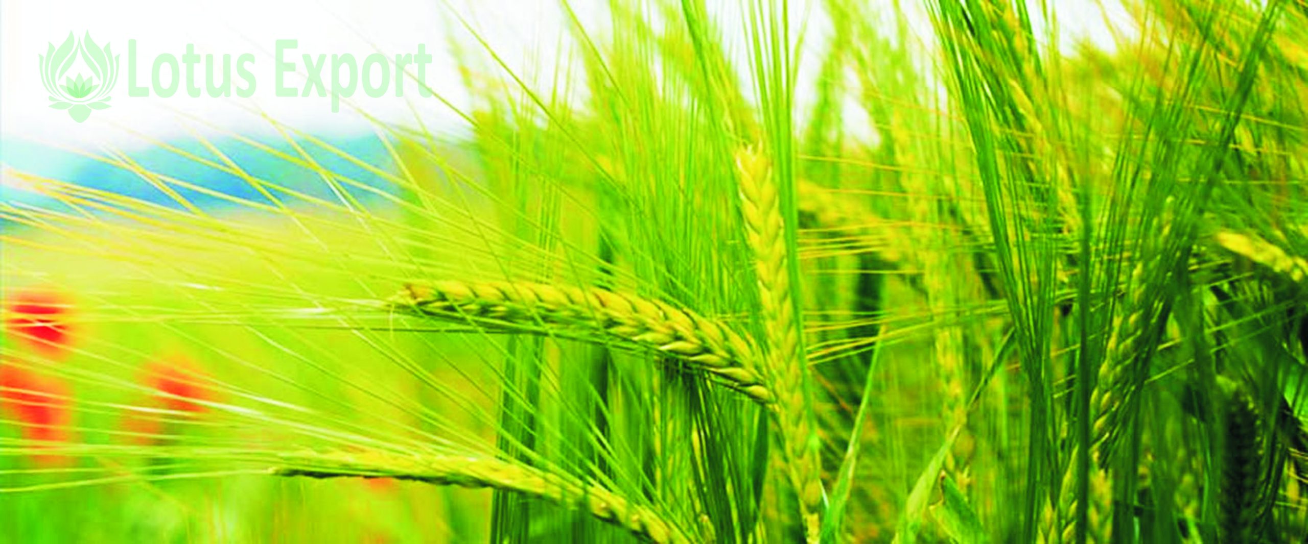 Let's grow naturally !